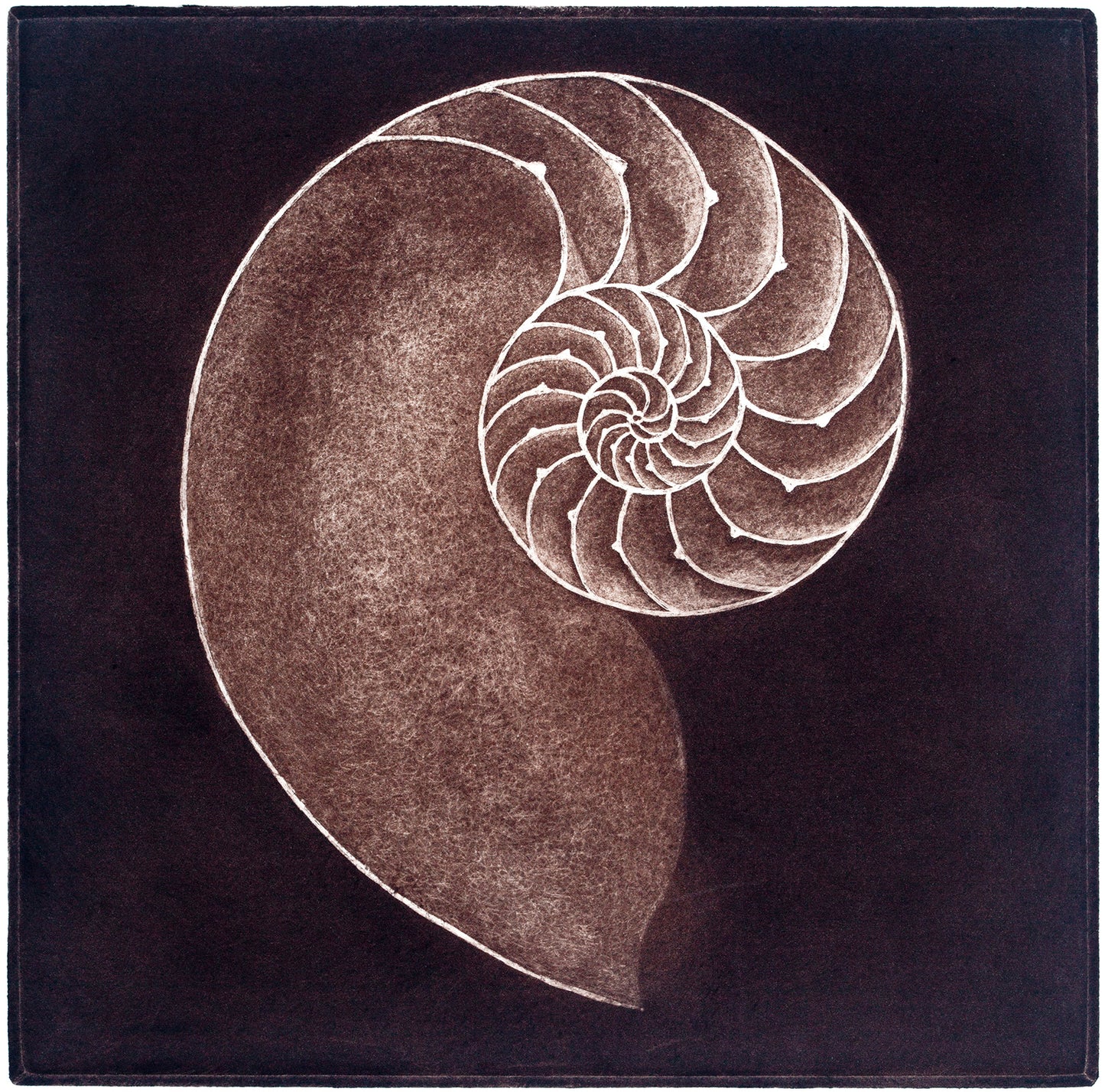 Nautilus Shell