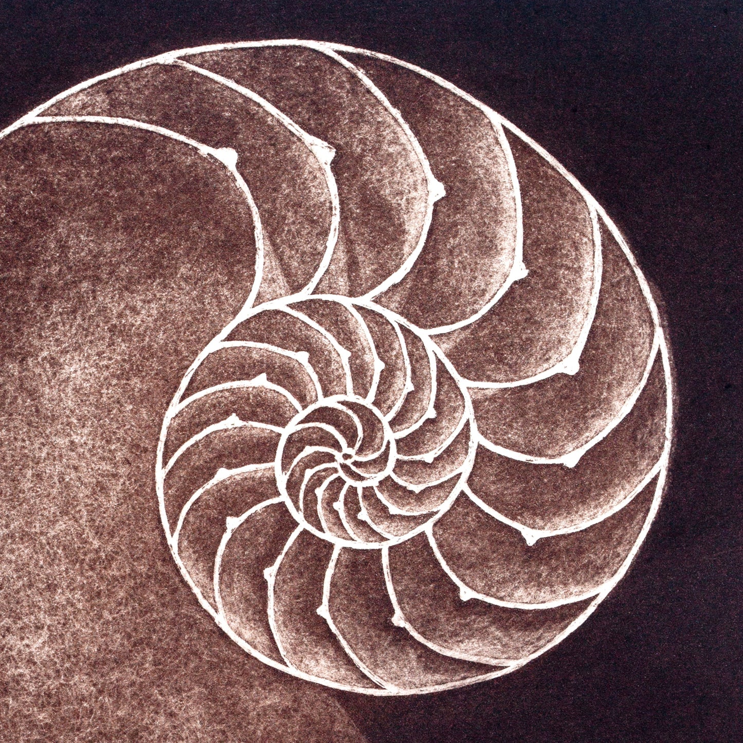 Nautilus Shell